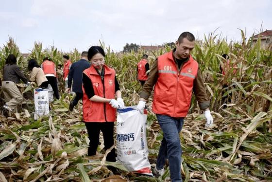 抢种抢收有哪些高效技巧？-图2