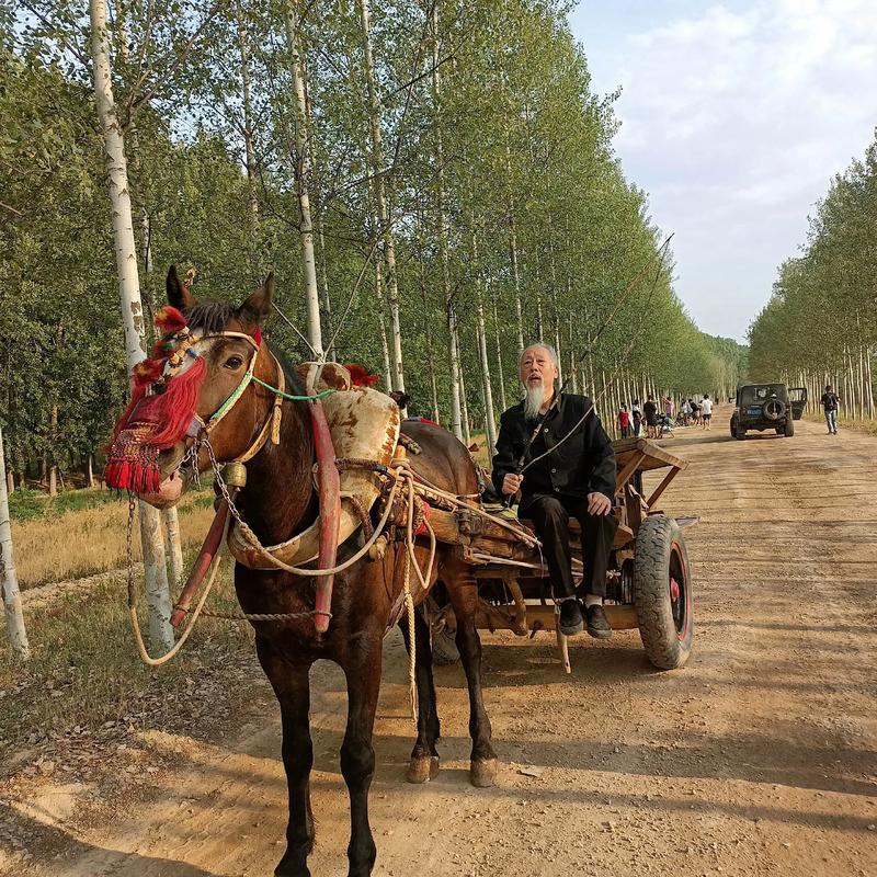 赶马车有哪些实用技巧？-图1