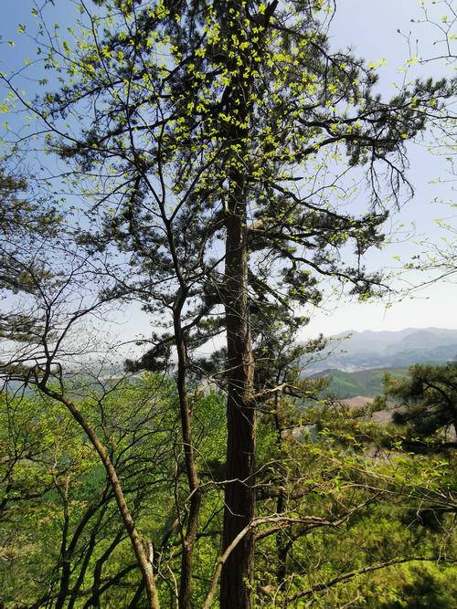 松树怎么爬才安全又高效？-图3