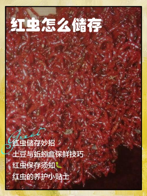 红虫打窝怎么做？掌握这几个技巧，诱鱼快且留鱼久！-图1