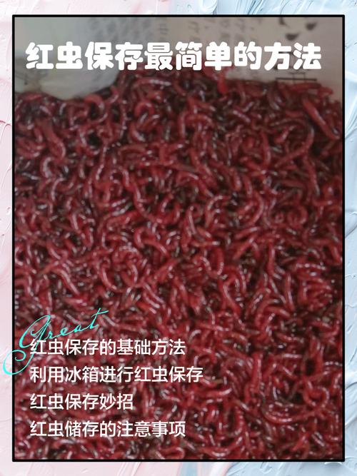 红虫打窝怎么做？掌握这几个技巧，诱鱼快且留鱼久！-图2