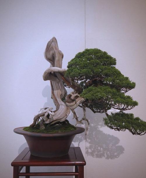 松柏创意，如何点亮品牌新灵感？-图2