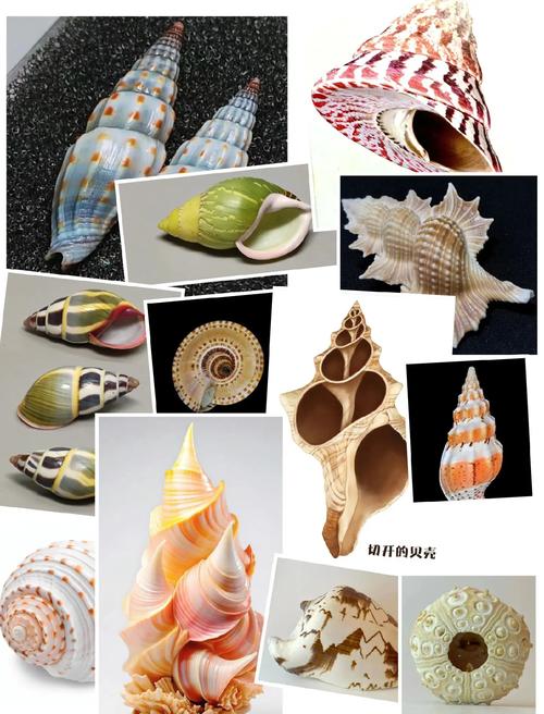 创意海螺-图3