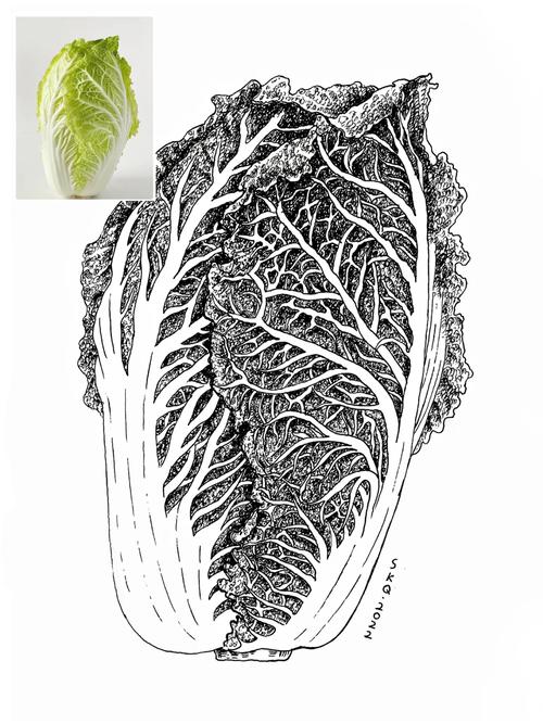 蔬菜创意素描-图2