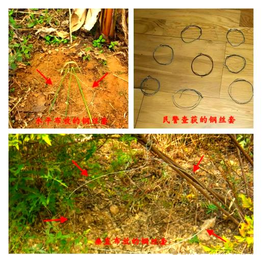 下獾夹子技巧-图1